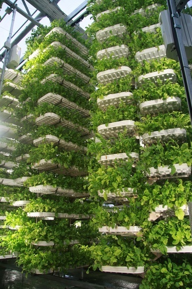 Vertical Farming Indoor Agriculture