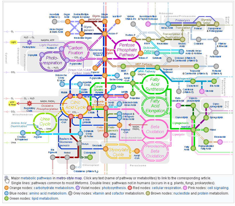 Metabolic Pathways Diagram