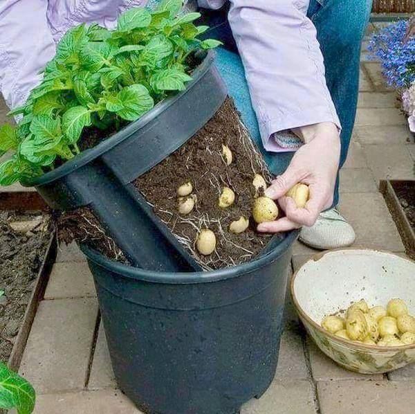 Food Growing Bucket with Holes