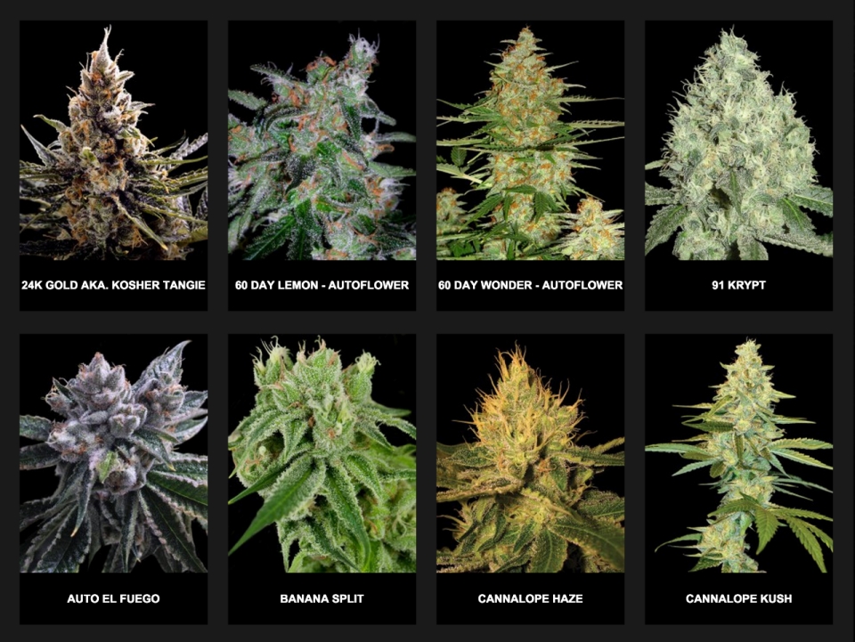 различие видов марихуаны