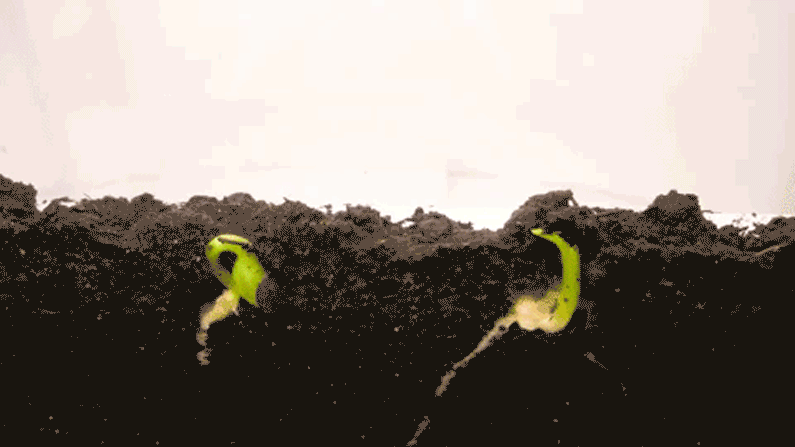Resultado de imagen de germinating seed"