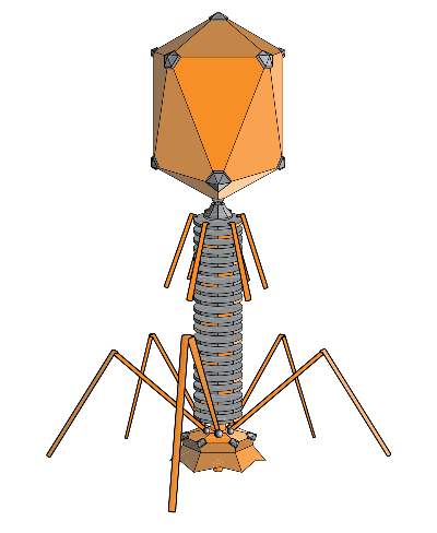 Bacteriophage or Phage