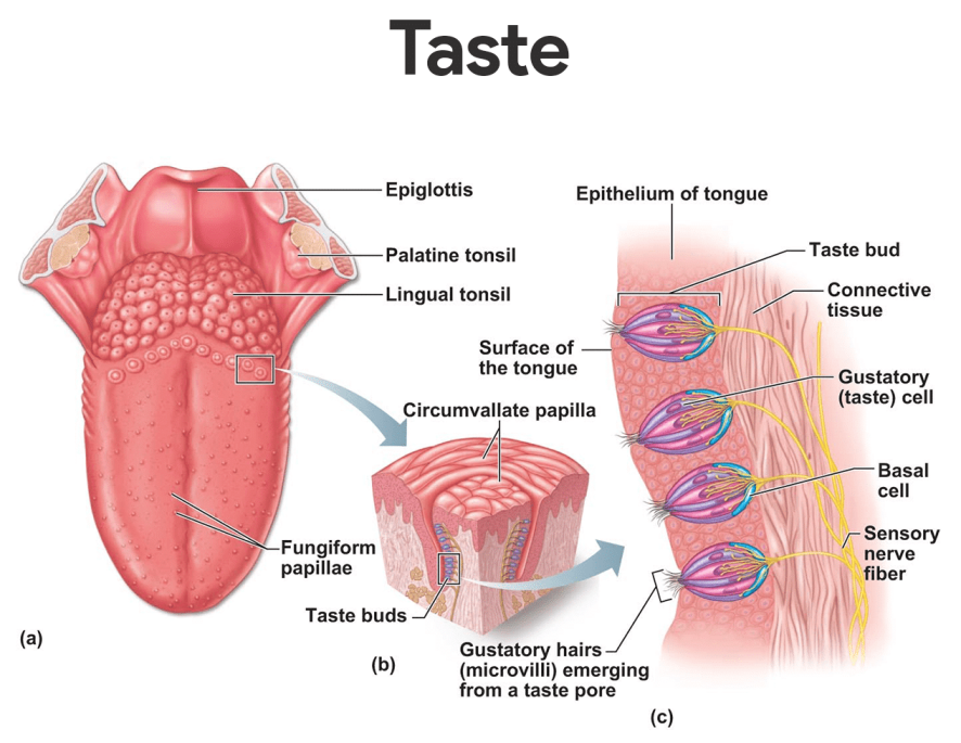 Taste Anatomy