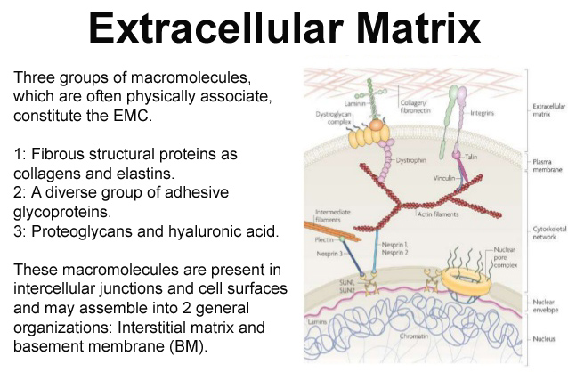extrcellular matrix