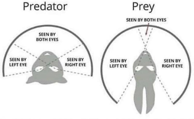 Predator and Prey Field of View