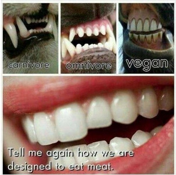 Teeth of Meat Eaters and Plant Eaters